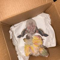 Pulli di cocorite addestrati in mano