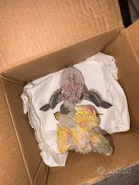 Pulli di cocorite addestrati in mano