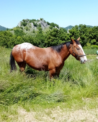 Cavalla