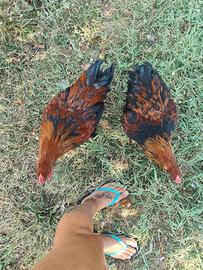 Galli Marans