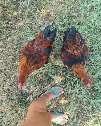 Galli Marans