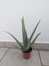 Aloe vera