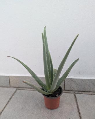 Aloe vera