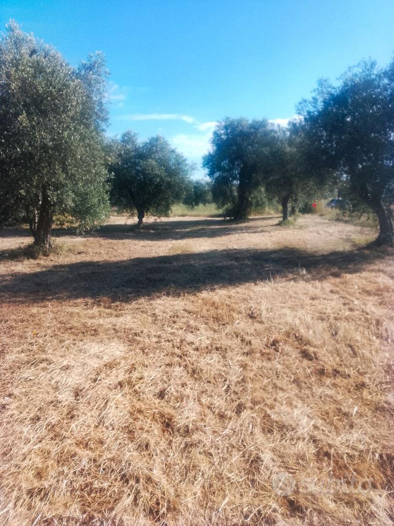 Terreno agricolo distante 500 metri da Triggiano - Vista 5