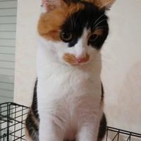 Musetta gattina 2 anni