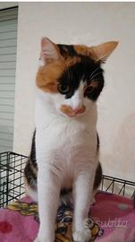 Musetta gattina 2 anni