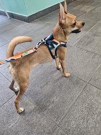 Chihuahua 9 mesi