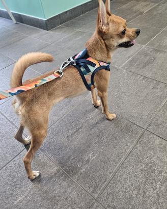 Chihuahua 9 mesi