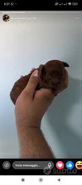 Super Messina mini toy