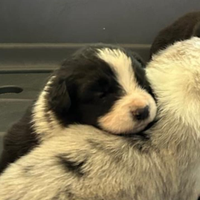 Cuccioli di border collie