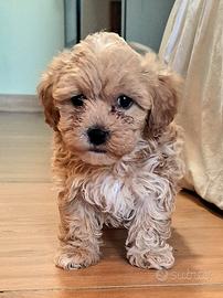 Cuccioli maltipoo a torino