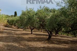 Terreno - Barcellona Pozzo di Gotto