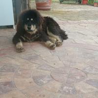 Tibetan mastiff