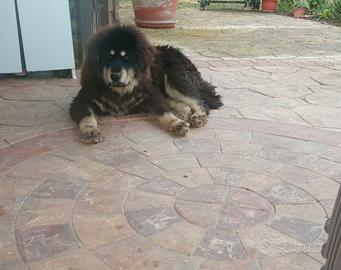 Tibetan mastiff