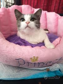 Smilla gattina di 7 mesi