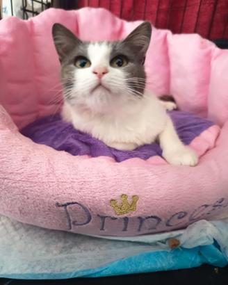 Smilla gattina di 7 mesi