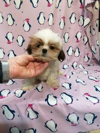 Shih Tzu cucciola femmina taglia toy