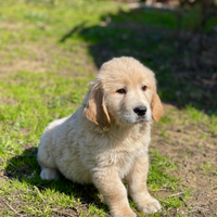Golden retriever