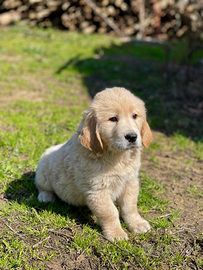 Golden retriever