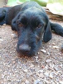 Cucciolo maschio