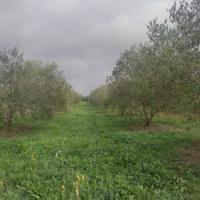 Terreno pianeggiante con ulivi, frutta e pozzo