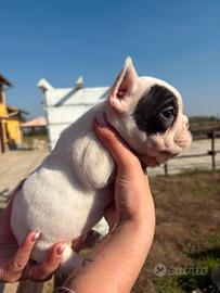 bulldog francese