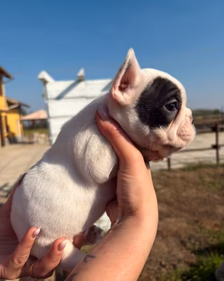 bulldog francese