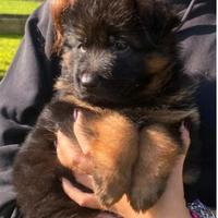 Pastore Tedesco cuccioli a PELO LUNGO