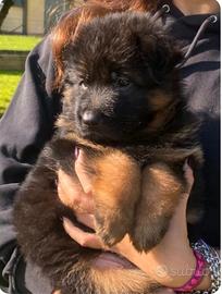 Pastore Tedesco cuccioli a PELO LUNGO
