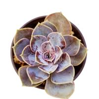 Echeveria Perla di Norimberga