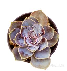 Echeveria Perla di Norimberga