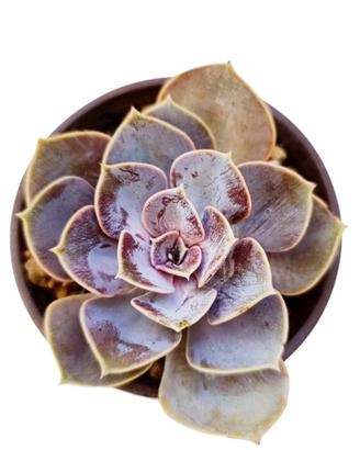 Echeveria Perla di Norimberga