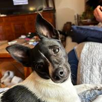 Chiuaua per accoppiamento