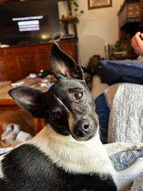 Chiuaua per accoppiamento