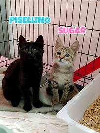 Sugar e Pisellino gattini di 3 mesi