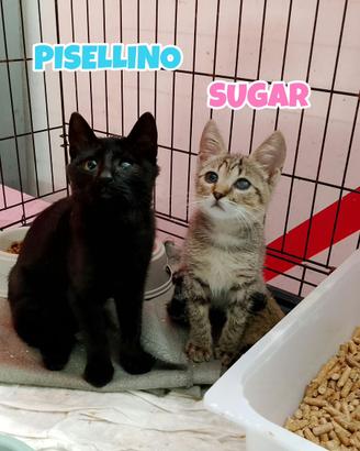 Sugar e Pisellino gattini di 3 mesi