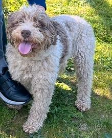 Cane Lagotto da Tartufo