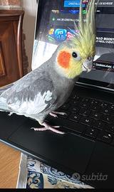 Calopsita