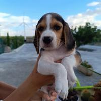 Beagle tricolore