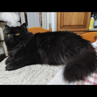 Gatta persiana x accoppiamento