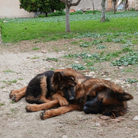 Cuccioli pastore tedesco