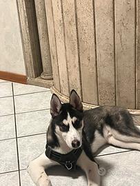Siberian husky