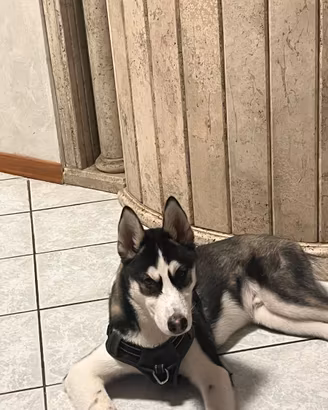 Siberian husky