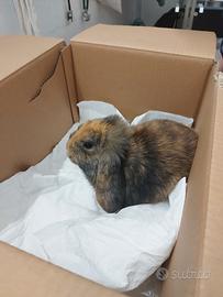 Adozione mini lop