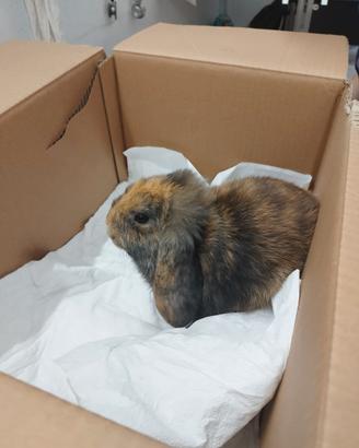Adozione mini lop
