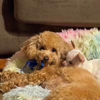 Barboncino per monta