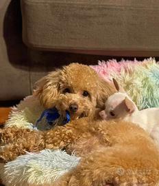 Barboncino per monta