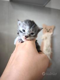 Cuccioli di Maine Coon con Pedigree