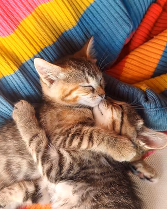 Gattini 