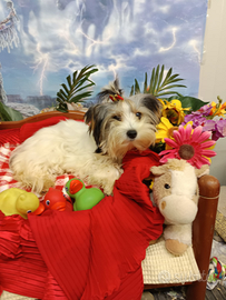 Cucciola Femminuccia Biewer Yorkshire